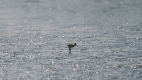 Baby-Kluut-bird-walking-on-shallow-water-in-wetland-region,-distance-view