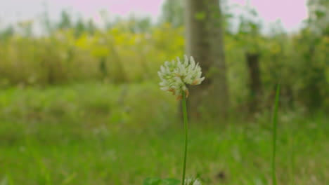 hermoso primer plano de la flor silvestre en la naturaleza
