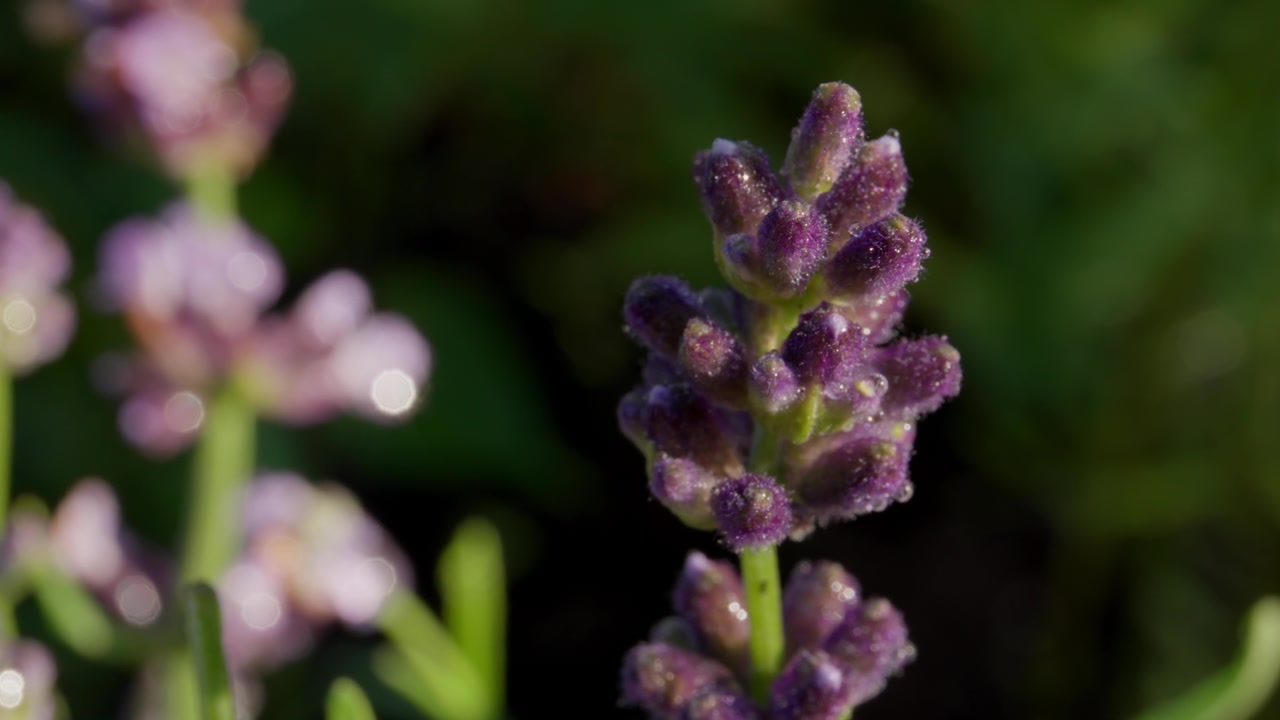 Spiga di lavanda con fiori viola su sfondo bokeh sfocato. Ripresa con messa a fuoco a rack.