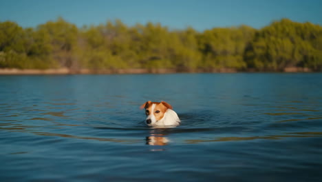 Jack Russell Terrier swimming in a lake