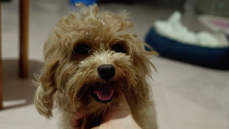 puppy feels comfortable being touched by his master's hand