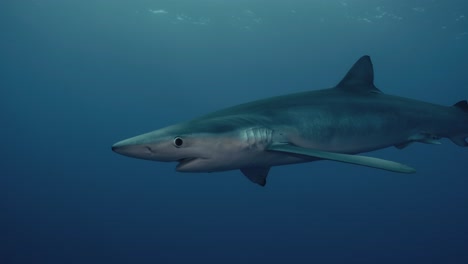 group of large blue sharks swimming through the open water near the azores