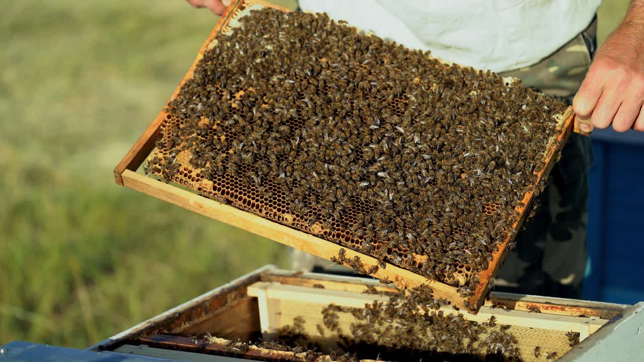The beekeeper examines bees in honeycombs. Hands of the beekeeper. The bee is close-up.