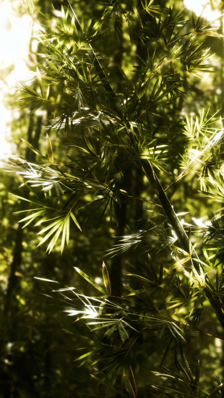 primer plano de hojas de bambú verdes y exuberantes a la luz del sol