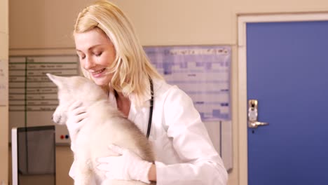 dierenarts onderzoekt een hond