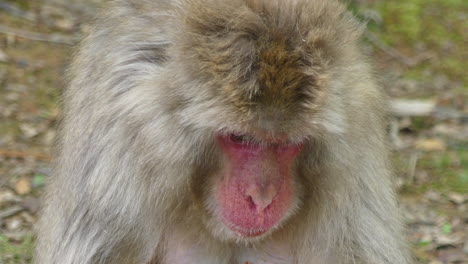 在日本京都的伊瓦塔雅馬猿公園 (iwatayama monkey park)