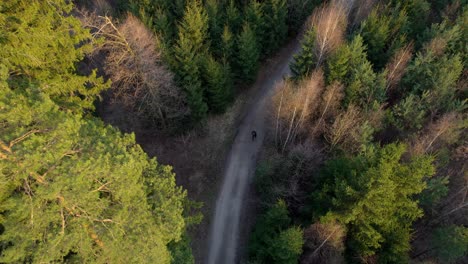 lonely lost man with a backpack in nature wandering the forest path among the tall trees at sunset