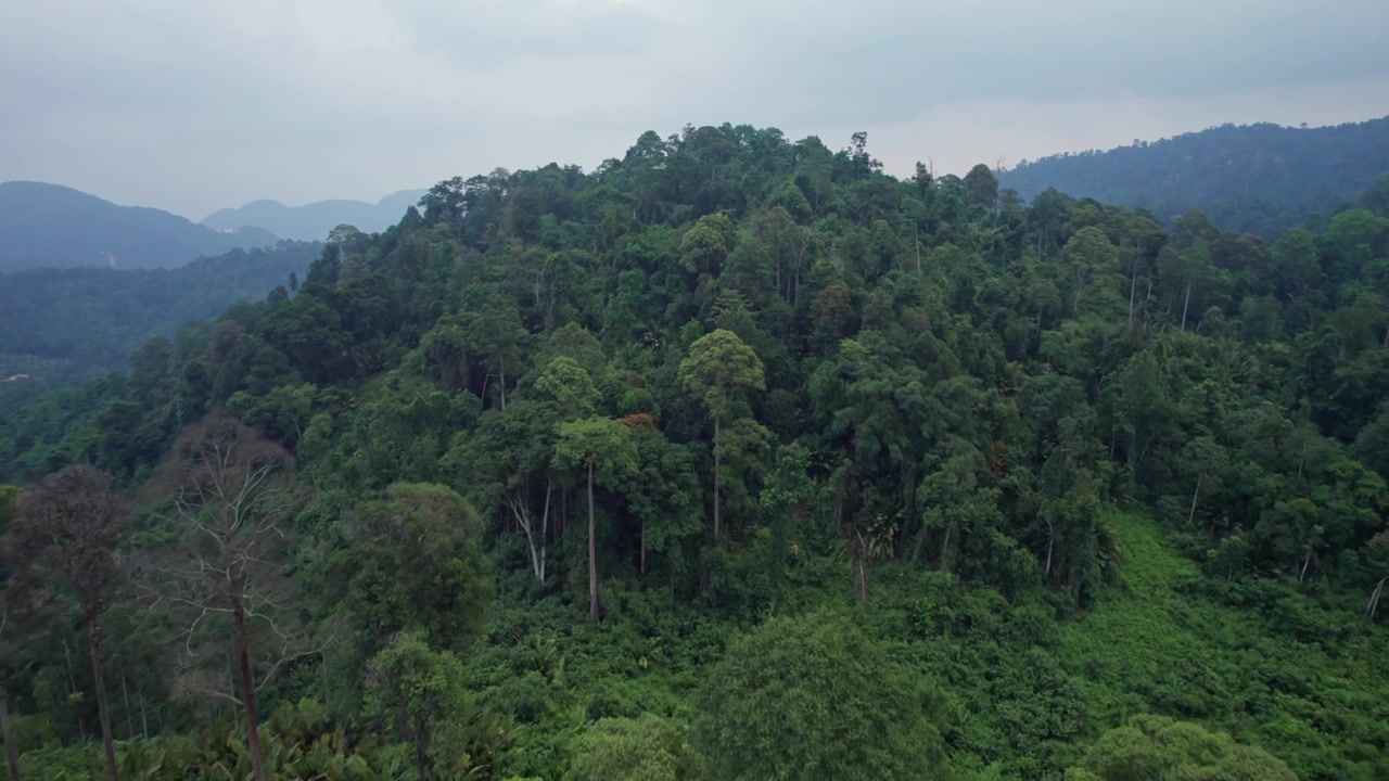 Drone vola sopra una fitta volta di foresta tropicale e più in profondità in un paesaggio di giungla remota circondato da montagne verdi