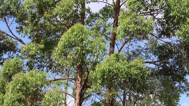 Fogliame verde vibrante sotto un cielo azzurro e limpido