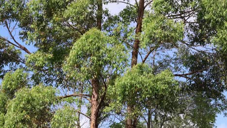 vibrant green foliage under a clear blue sky