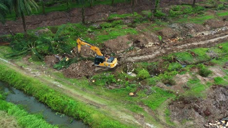 Vista-Aérea-De-Una-Excavadora-Cortando-El-Tronco-De-La-Palmera-Con-Pájaros-Forrajeando-En-El-Costado,-Deforestación-Para-La-Plantación-De-Aceite-De-Palma,-Toma-Del-Concepto-De-Preocupaciones-Ambientales