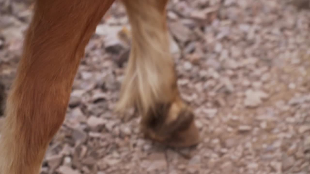 Primer plano de cascos de caballo sobre rocas
