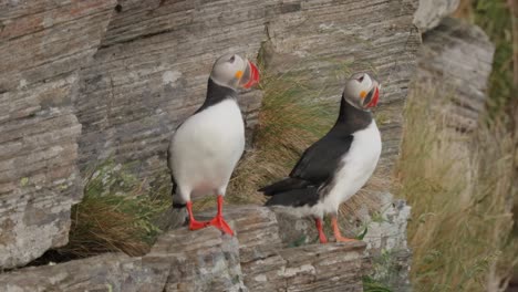 atlantic puffin (fratercula arctica), on the rock on the island of runde (norway).