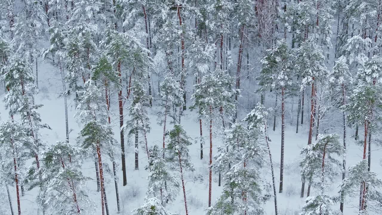 Enchanting snowy pine forest in Northern Europe shows beauty of winter nature