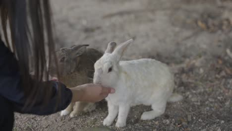 alimentando a mano conejos amigables en la isla de conejitos en japón