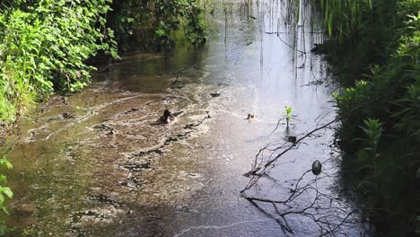 familia de patos viajando por el río con la madre primero