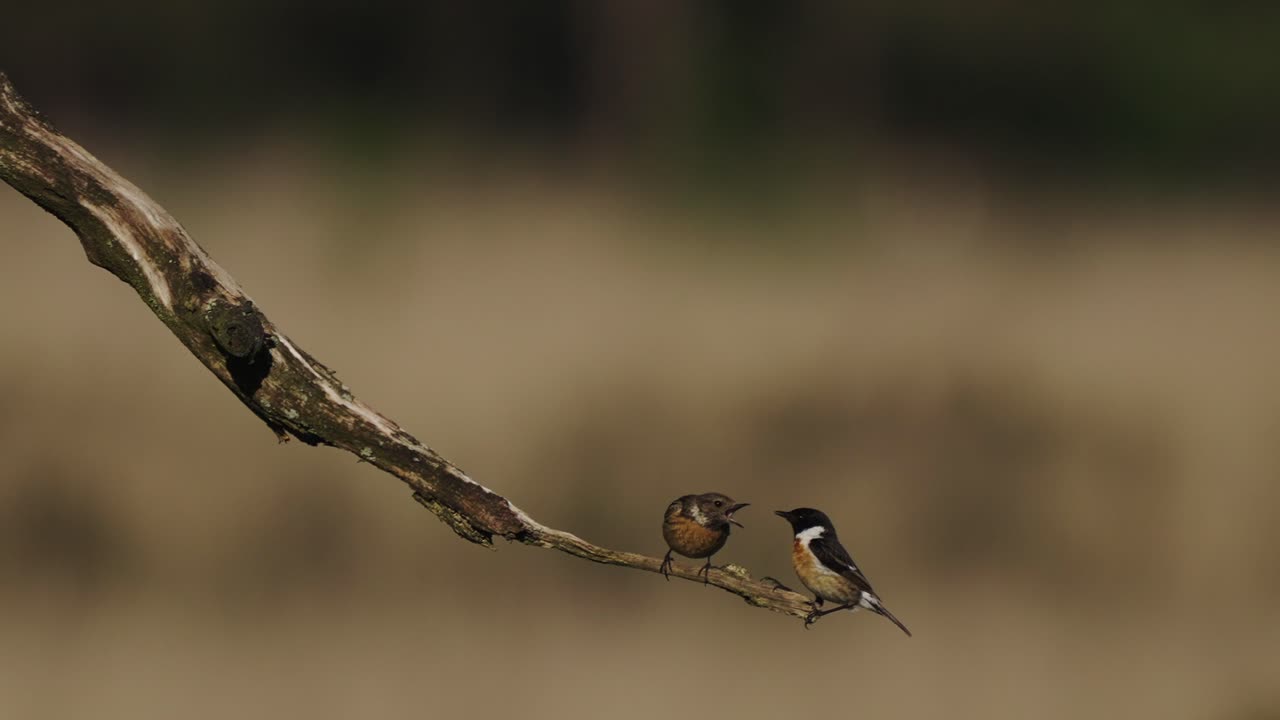 분기에 자리 잡고 함께 상호 작용하는 남성과 여성의 유럽 stonechat