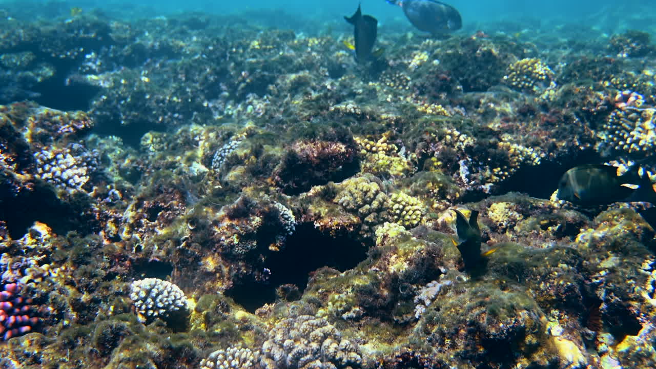 Close up of different fish swimming near a coral reef