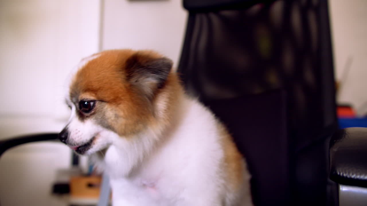 의자에 앉아서 카메라를 바라보는 친절한 개