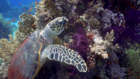 hawksbill sea turtle eating soft coral