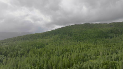 dramatic forest landscape with spruce trees in namsskogan, trondelag, norway