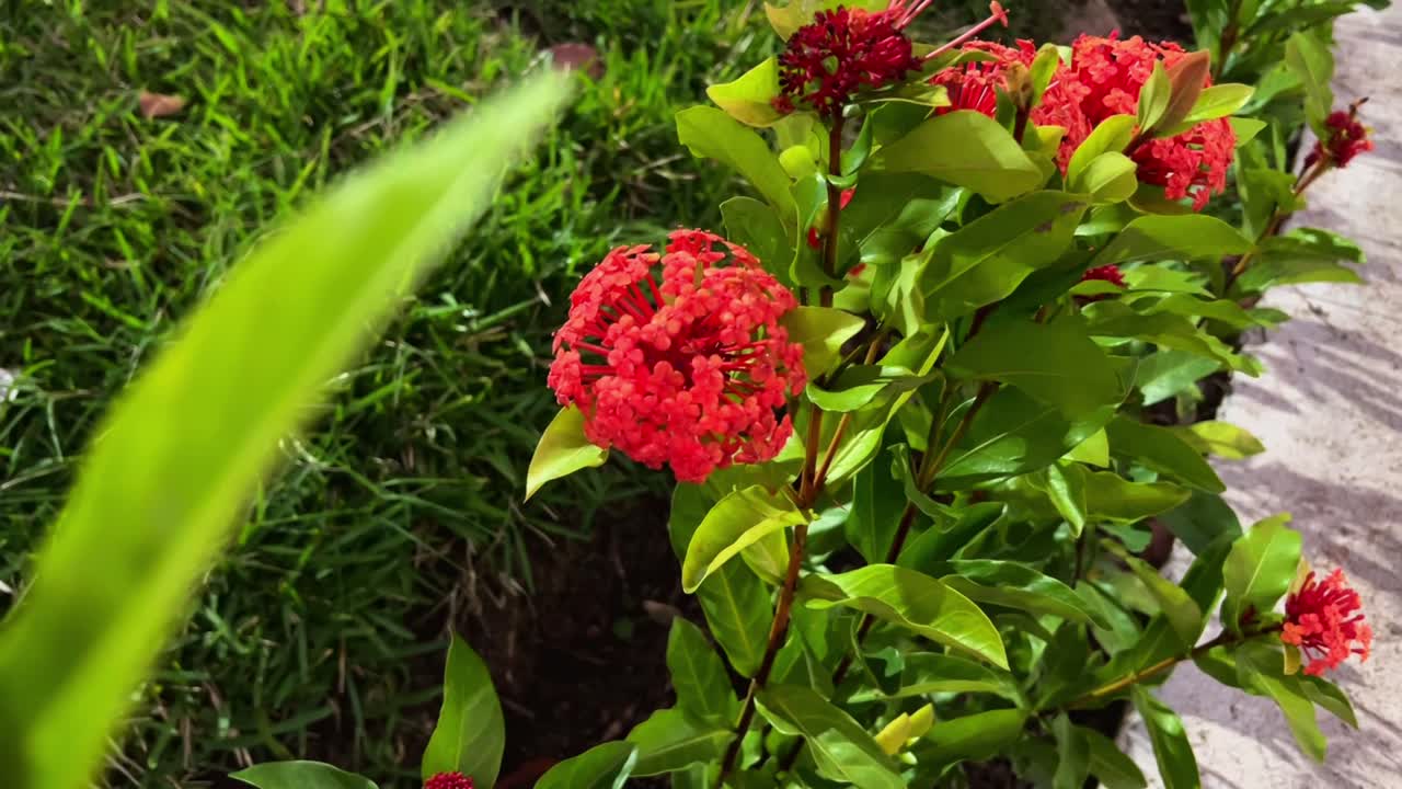 Cerro Juana Lainez Park Honduras main square view of the city of Tegucigalpa