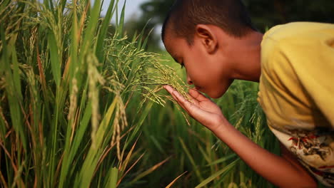 garçon jouant et inhalant l'odeur des grains de riz basmati