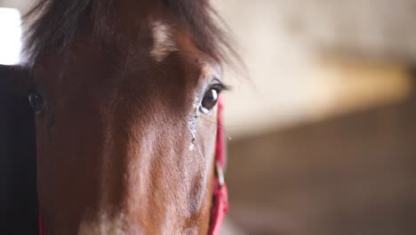 Clip-De-Primer-Plano-En-Cámara-Lenta-De-Un-Caballo-Marrón-En-Un-Granero