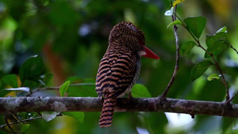 moviendo su cabeza hacia adelante y hacia atrás mientras la cresta de su cabeza se mueve arriba y abajo, un pescador de bandas lacedo pulchella, hembra está posada en un árbol en un bosque en tailandia