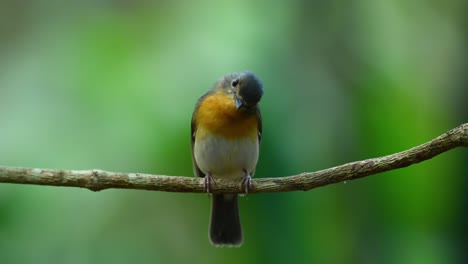 Papamoscas-Azul-Indochino,-Hembra,-Cyornis-Sumatrensis,-Encaramado-En-Una-Vid-Con-Una-Luz-Muy-Suave-Por-La-Tarde-Mientras-Mira-A-Su-Alrededor-Antes-De-Saltar-A-Un-Baño-De-Pájaros