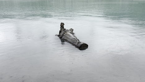 Regentropfen-Durch-Nieselregen-Verursachen-Kleine-Wellen-Im-Wasser-Um-Den-Holzstamm-Herum