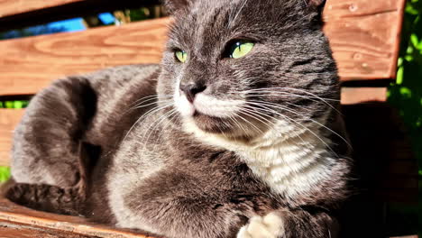 grumpy grey cat basking in sun on wooden garden bench