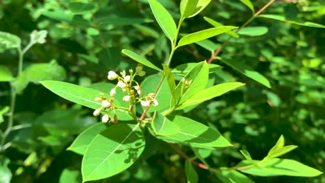 bee collects pollen and honey from white flowers and green leaves and flies away