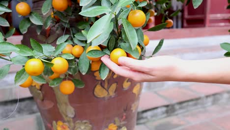 Hand reaching for fruit on potted plant