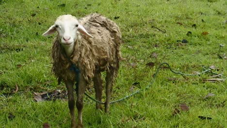 white-sheep-grazing-In-A-Field