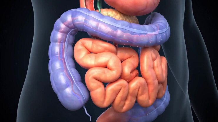 Three Dimensional Medical Animation Of Human Digestive System Process In Detail View