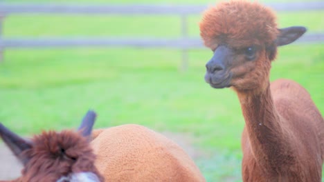 cámara lenta de 4k cerca de un grupo de alpacas masticando y mirando con curiosidad a su alrededor, con campos verdes y una cerca de madera en el fondo borroso