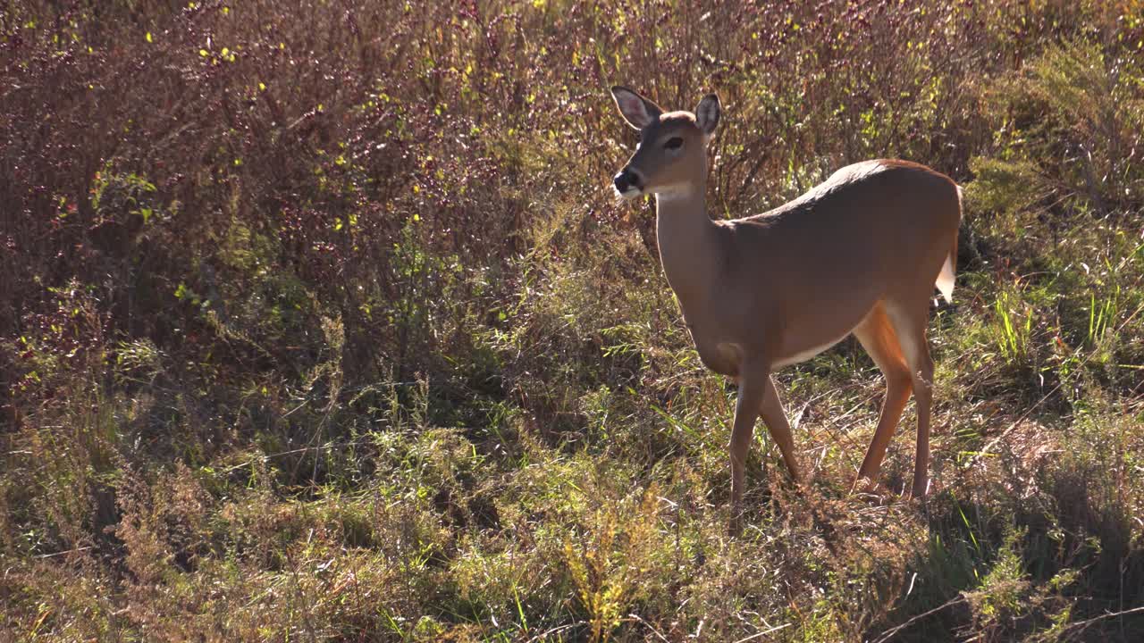 Beautiful Doe Peacefully Grazing in Vibrant Kansas Grasslands