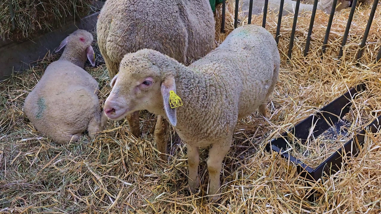 Sheep standing in a straw enclosure with feeding equipment at an agricultural fair setting