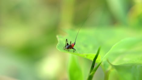 Un-Insecto-Sentado-En-La-Hoja-De-Un-árbol