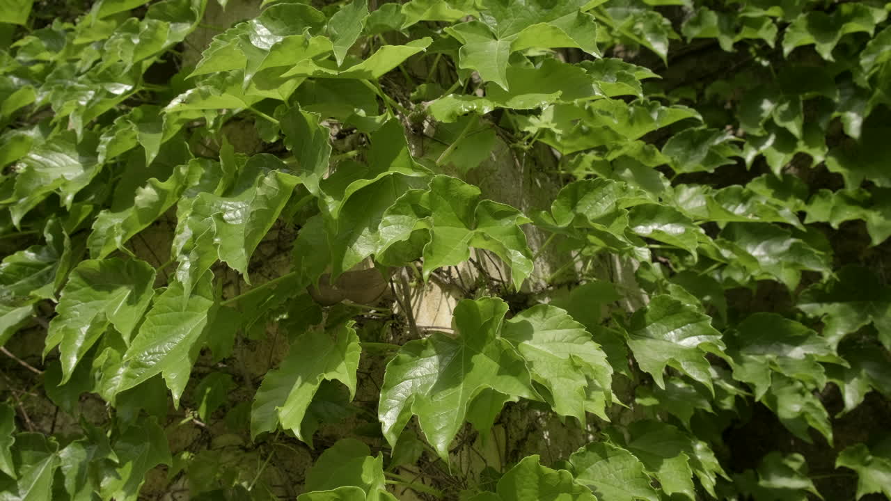 Edera verde che cresce su un muro, primo piano