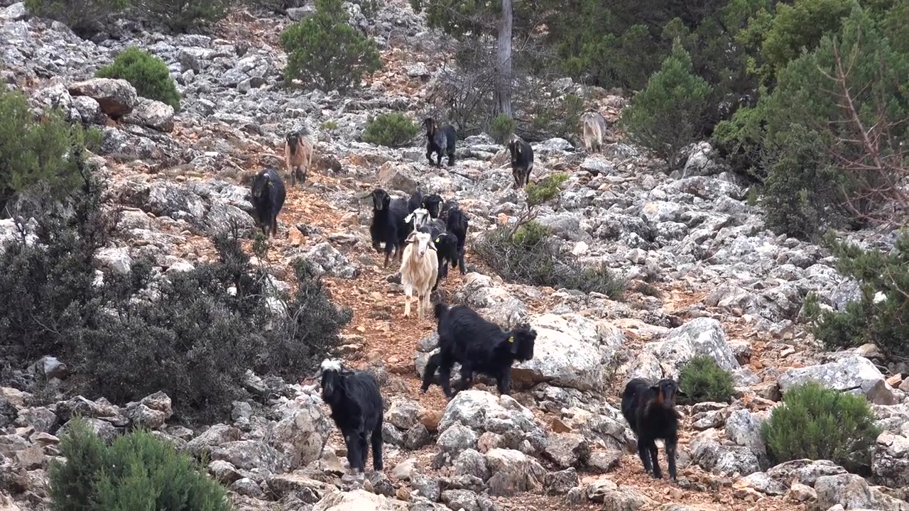 Gregge di capre che scende un pendio montuoso roccioso