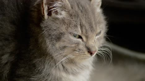 baby gray cat sitting satisfied and looking around on a cold winter morning from the garage, close up