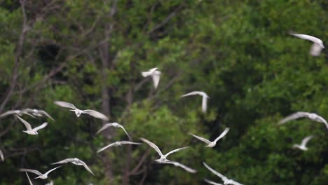 Los-Charranes-Son-Aves-Marinas-Que-Se-Pueden-Encontrar-En-Todo-El-Mundo-En-El-Mar,-Ríos-Y-Otros-Cuerpos-De-Agua-Más-Amplios