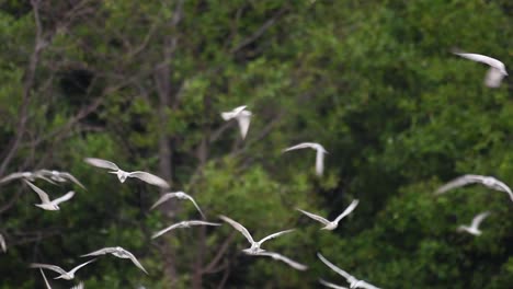 los charranes son aves marinas que se pueden encontrar en todo el mundo en el mar, ríos y otros cuerpos de agua más amplios