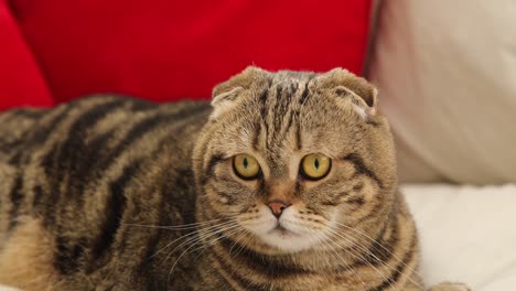 scottish fold cat