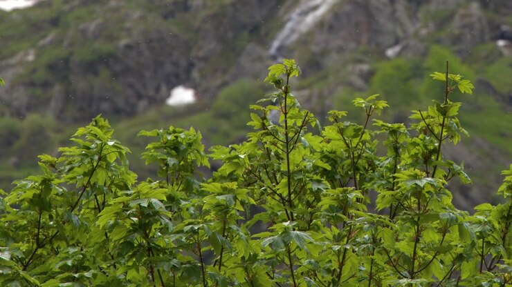 Lush green leaves move in the wind with rocky mountain peaks in the background.