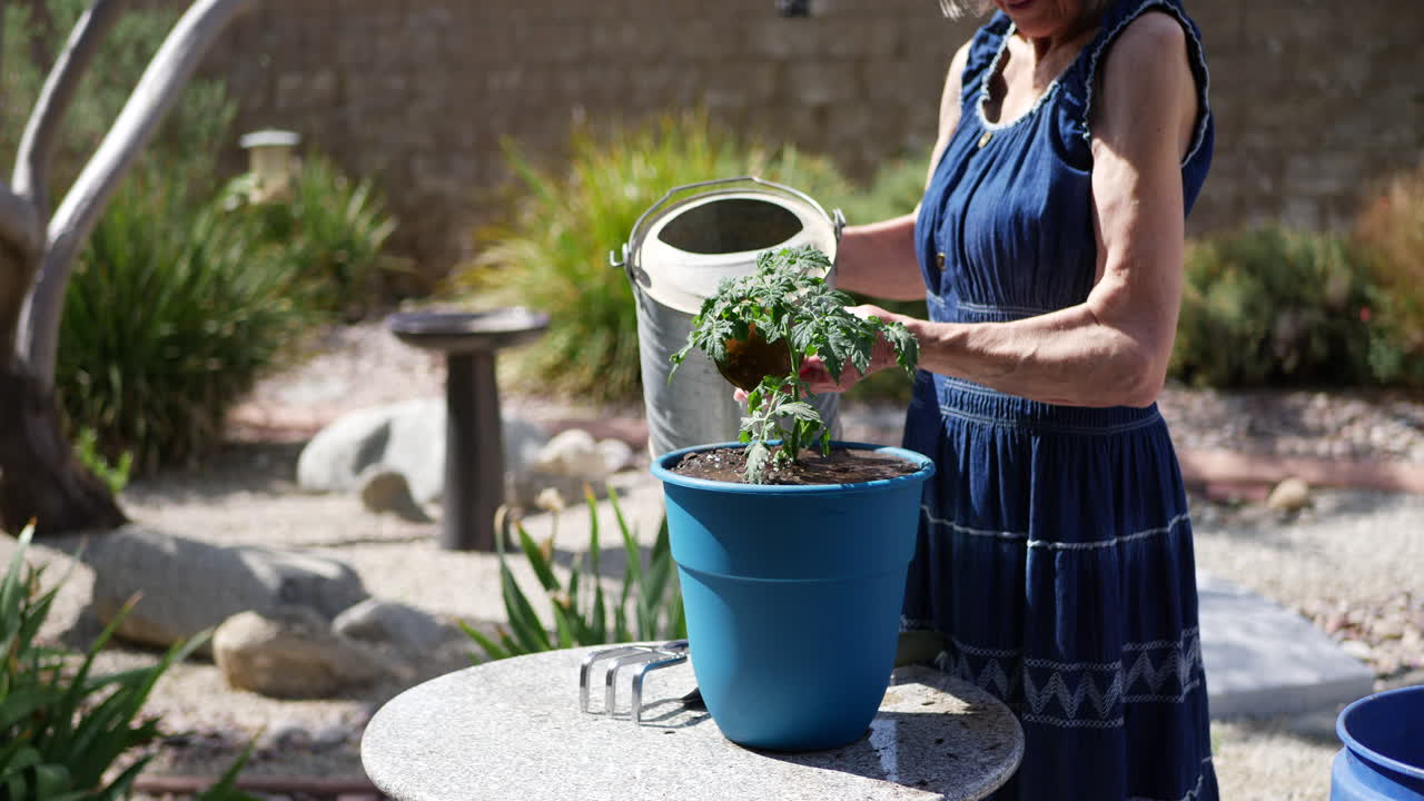 una anciana jardinera plantando y regando una planta de tomate orgánico en un jardín de vegetales en el patio trasero deslice hacia la izquierda