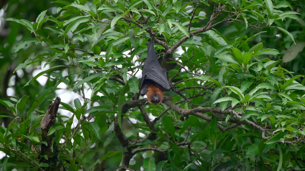 летучая мышь на дереве в джунглях