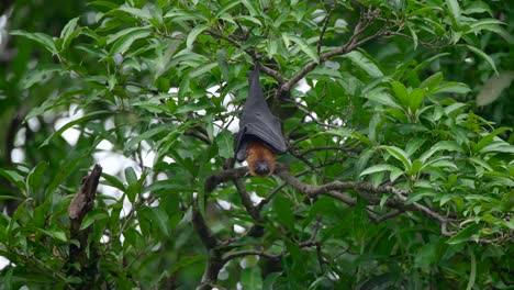 Murciélago-Zorro-En-Un-árbol-En-La-Jungla